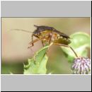 Pentatoma rufipes - Rotbeinige Baumwanze 03.jpg